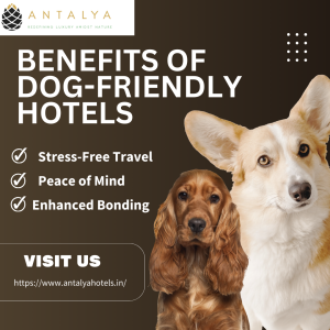 Dog friendly hotels